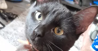 Alizea pet sitter à AUCH 32000