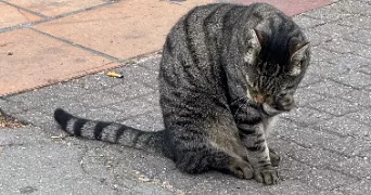 anaïs pet sitter à ASNIERES SUR SEINE 92600