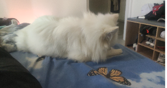 stiven pet sitter à ATHIS MONS 91200_6