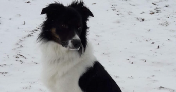 charleen pet sitter à CREVIN 35320_1
