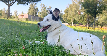 amélie pet sitter à BAUGE EN ANJOU 49150_2