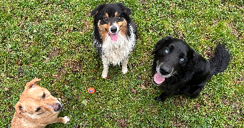 daphne pet sitter à L ISLE D ABEAU 38080_1