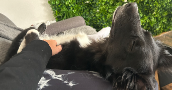 marine pet sitter à TOULOUSE 31500_0