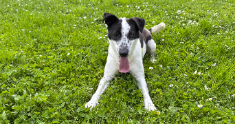 yaëlle pet sitter à PARIS 20 75020_1