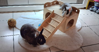 solène pet sitter à CHERBOURG EN COTENTIN 50470_6