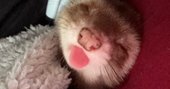 tymkow pet sitter à BEAUCHAMP 95250_3