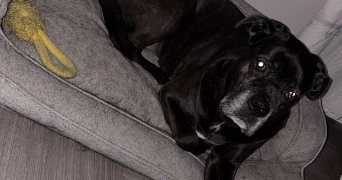 jessica pet sitter à Issoire 63500_8