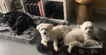 séverine pet sitter à VILLEJUIF 94800_6