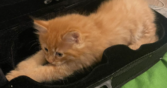 tanina pet sitter à ARCUEIL 94110_0