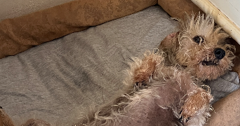 anna pet sitter à PARIS 04 75004_5