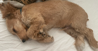 luz pet sitter à PARIS 03 75003_2