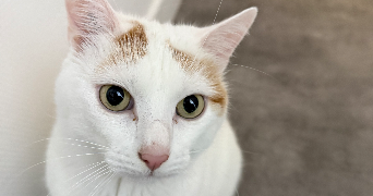 mikail pet sitter à BAVILLIERS 90800_1