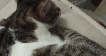 yasmin pet sitter à ISTRES 13800_1