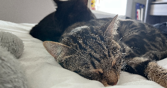 julia pet sitter à NANCY 54000_0
