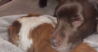 valerie pet sitter à ROMANS SUR ISERE 26100_1