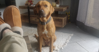 anne pet sitter à GUEMENE PENFAO 44290_1