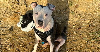 tatiana pet sitter à LIBOURNE 33500_0