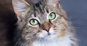 meriem pet sitter à BENFELD 67230