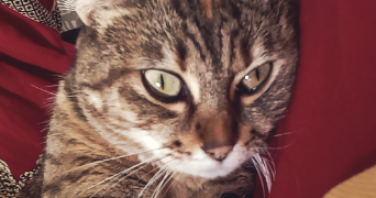 rodrianna pet sitter à BORDEAUX 33100_1