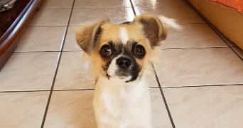 lenka pet sitter à LA ROCHELLE 17000_3