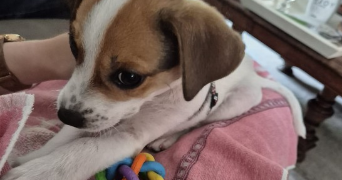 pauline pet sitter à ANGERS 49100_3