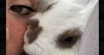 ambre pet sitter à LAXOU 54520_2
