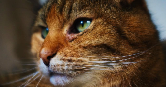 solène pet sitter à PARIS 18 75018_4