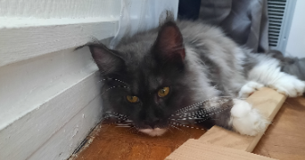 cylio pet sitter à FONTENAY AUX ROSES 92260_5