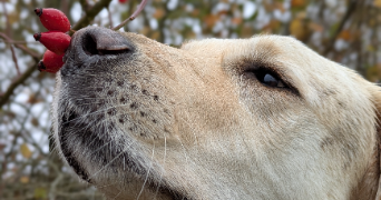 camille  pet sitter à VARENNES JARCY 91480_0
