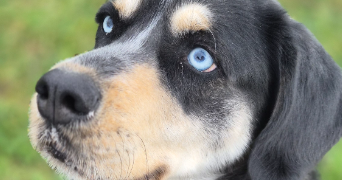 magaly pet sitter à WATTIGNIES 59139_3