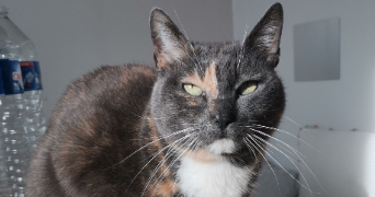 jade pet sitter à ROUEN 76000_3