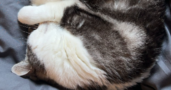 tiphaine pet sitter à ROSNY SOUS BOIS 93110_1