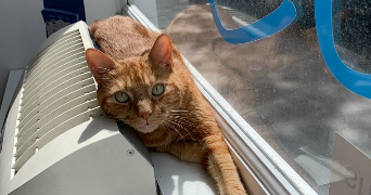jade pet sitter à CHARPONT 28500_7