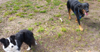 Hugues pet sitter à L ISLE ADAM 95290_2
