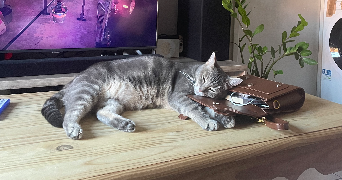 eva pet sitter à BAILLY ROMAINVILLIERS 77700_6