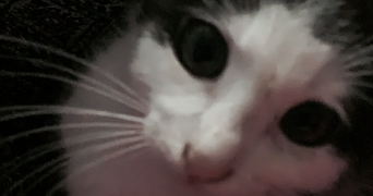 tasnim pet sitter à Marmande 47200_3