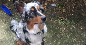 lilou pet sitter à Ostwald 67540_2