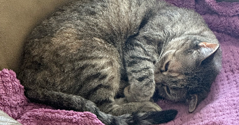 iris pet sitter à LILLE 59160_1