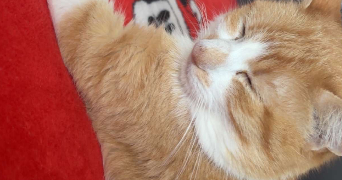 shirley pet sitter à ST HILAIRE DU HARCOUET 50600_1