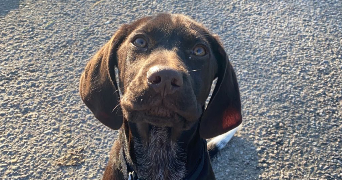 marjorie pet sitter à GEMMELAINCOURT 88170_4