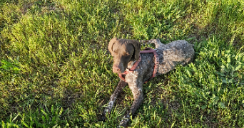 raphaelle pet sitter à MONTPELLIER 34000_1