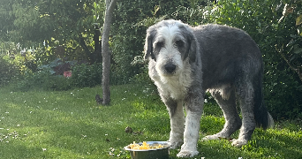 mickaela pet sitter à Saint brieuc 22000_7