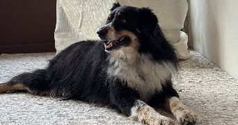 romane pet sitter à LYON 01 69001_1