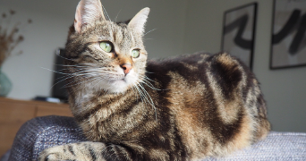 louise pet sitter à LYON 06 69006_1