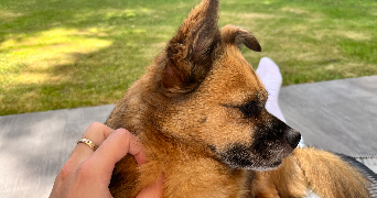 louis pet sitter à PARIS 15 75015_1
