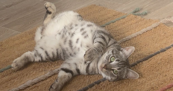 zélie pet sitter à VILLENEUVE D ASCQ 59491_2