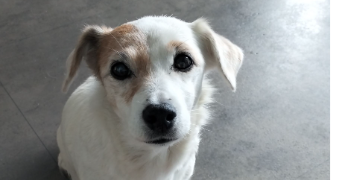 kessy pet sitter à MOUGINS 06250_5