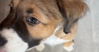 sofia pet sitter à COURBEVOIE 92400_1