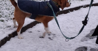 ellea pet sitter à ST GREGOIRE 35760_3