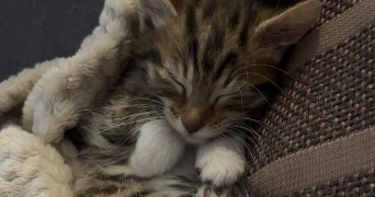 lola pet sitter à MARSEILLE 08 13008_1